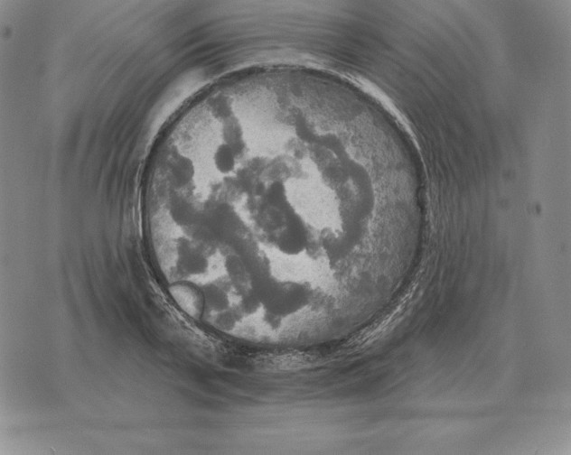 X0000070360791200606301829