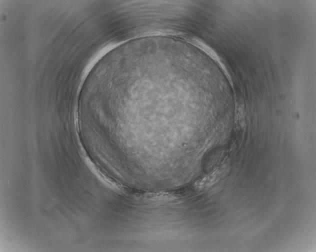 X0000070360811200606301829