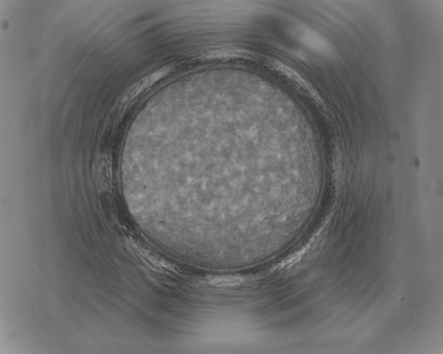 X0000070360825200606301828