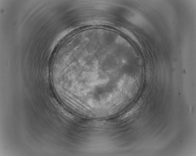 X0000070360831200606301828