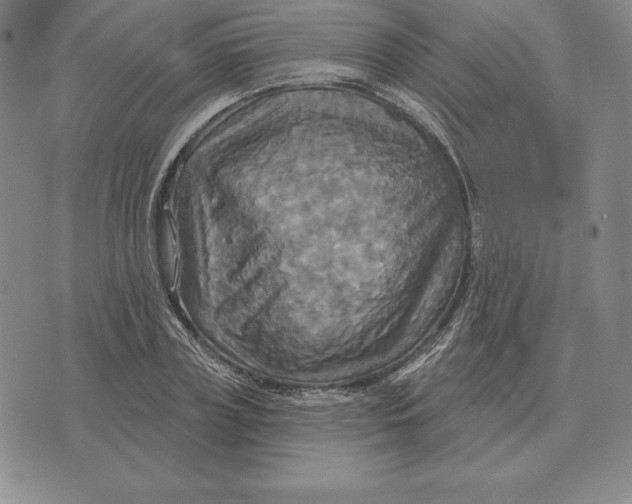 X0000070360835200606301829