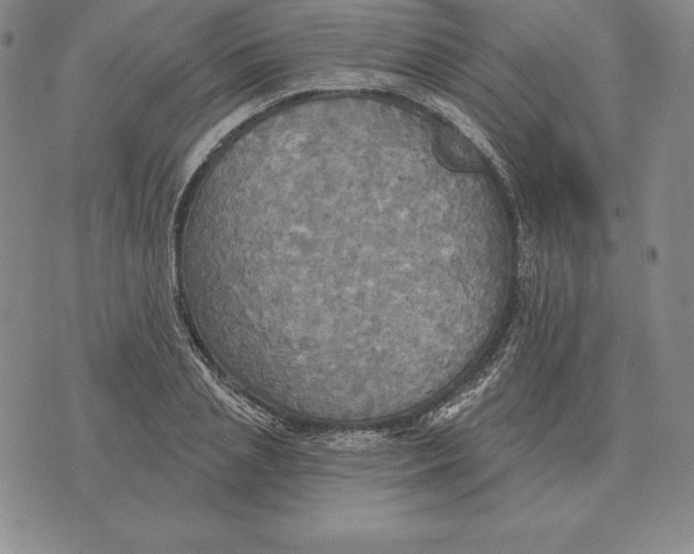 X0000070360837200606301829