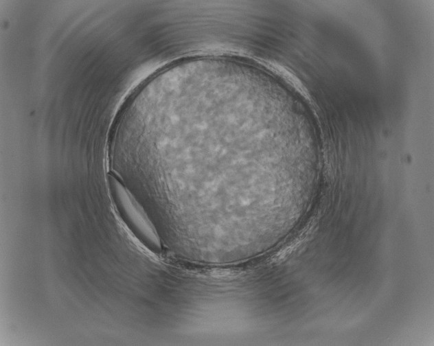 X0000070360839200606301829