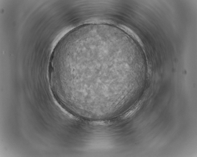 X0000070360855200606301829