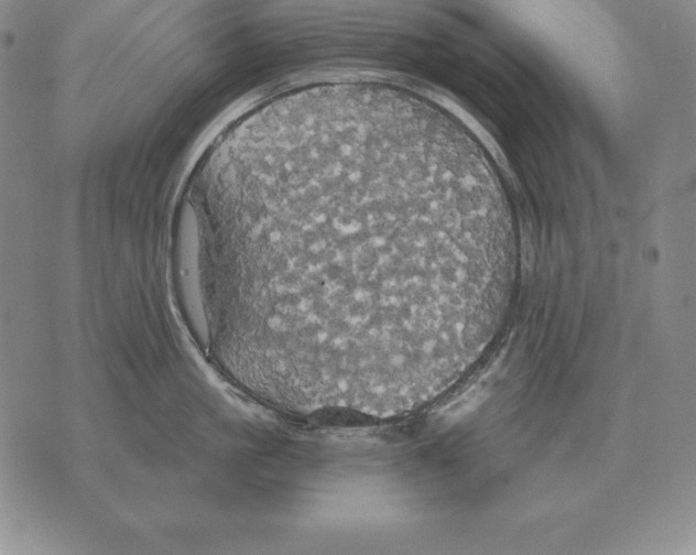 X0000070360861200606301829