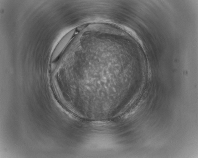 X0000070360863200606301829