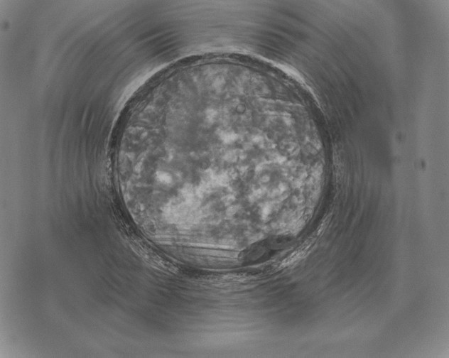 X0000070360879200606301828