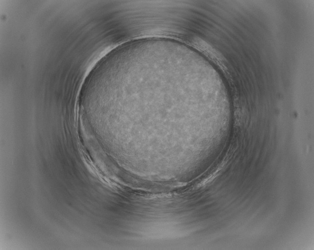 X0000070360892200606301828