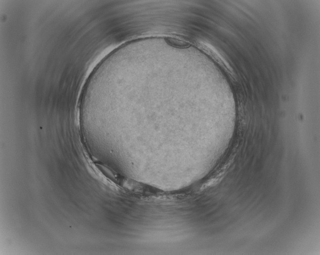 X0000070360900200606301828