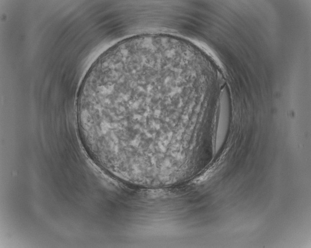 X0000070360903200606301828