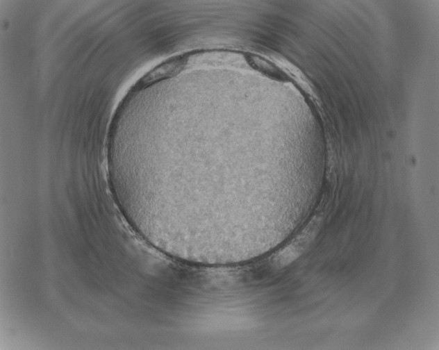 X0000070360904200606301828