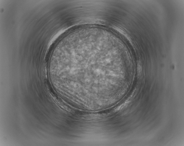 X0000070360925200606301827