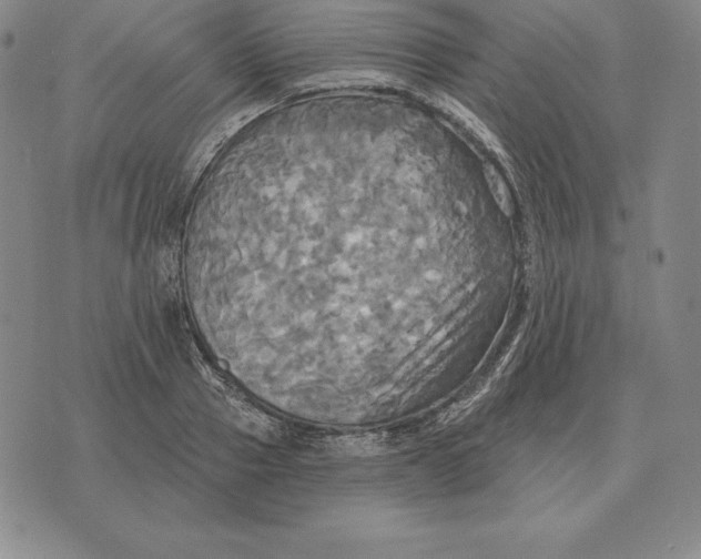 X0000070360937200606301827