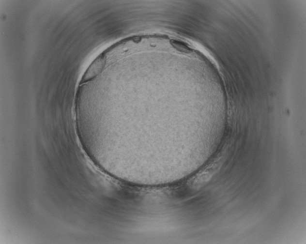 X0000070360951200606301827