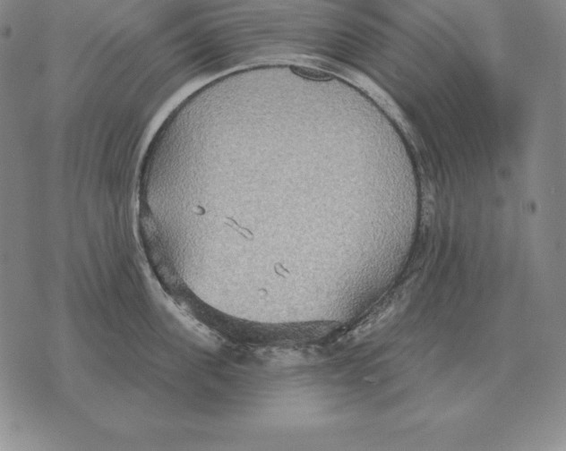 X0000070360955200606301827