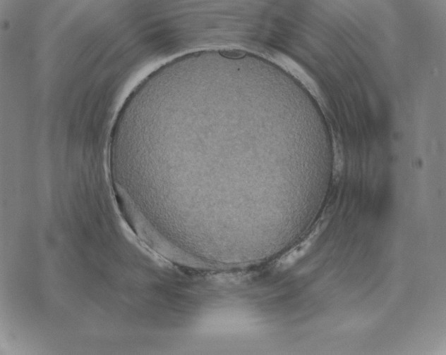 X0000070360958200606301827