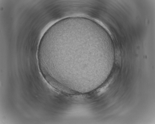 X0000070360959200606301827