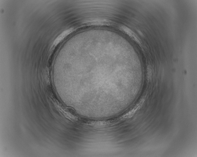 X0000070360970200606301826