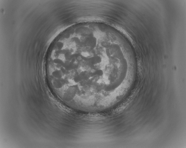 X0000070360983200606301826