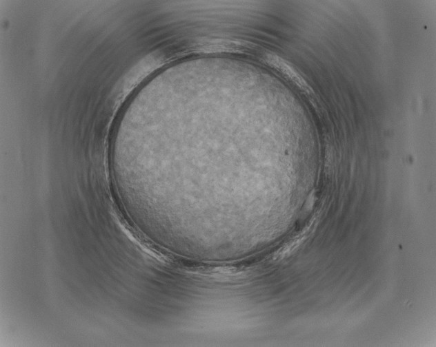 X0000070360986200606301826