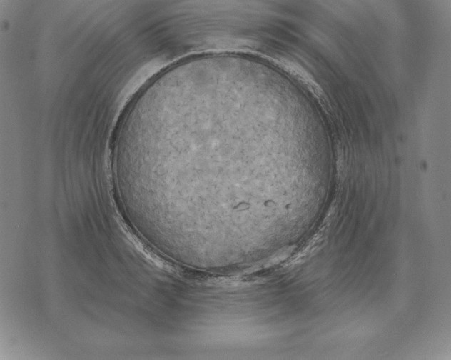 X0000070360990200606301826