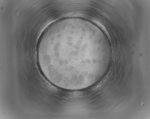 X0000070360992200606301826