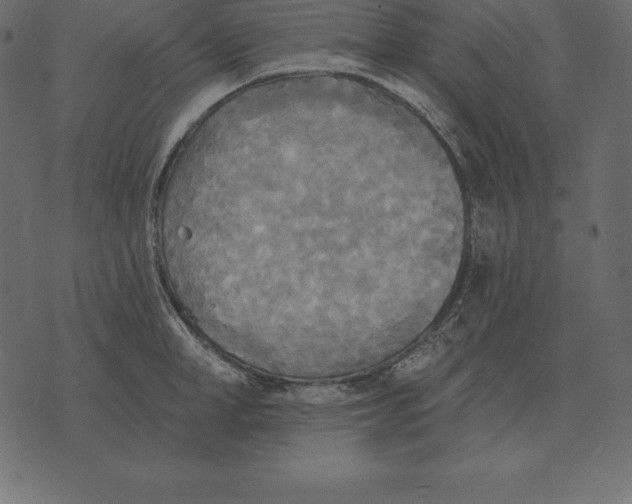 X0000070360998200606301826