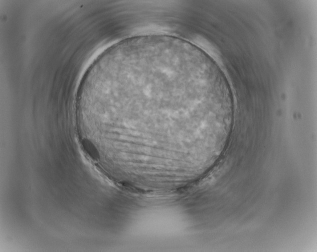 X0000070361008200606301826