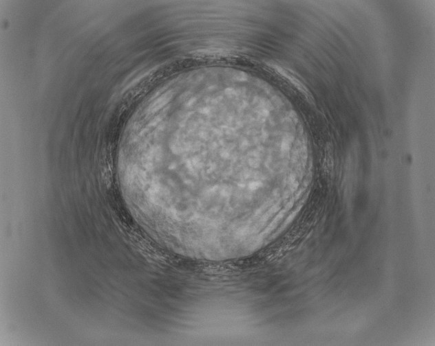 X0000070361015200606301825