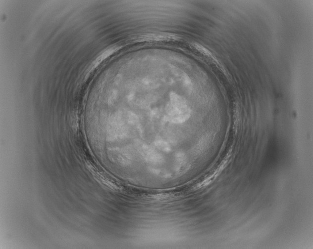 X0000070361017200606301825