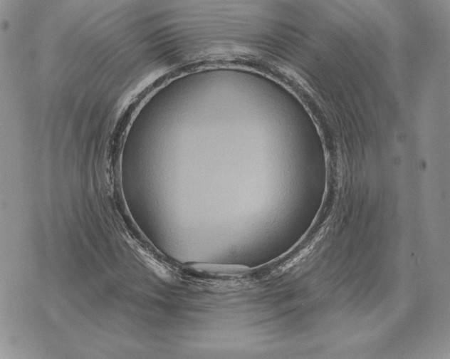 X0000070361018200606301825