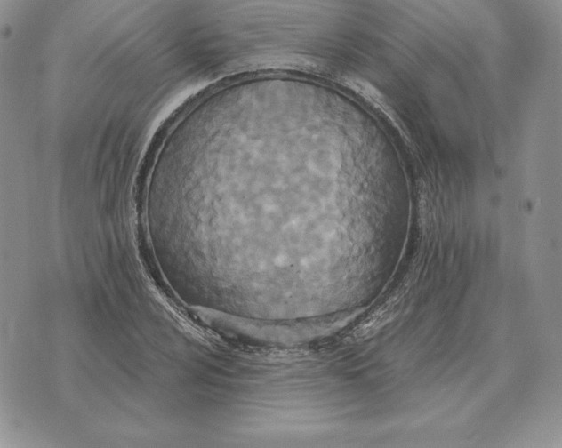 X0000070361024200606301825