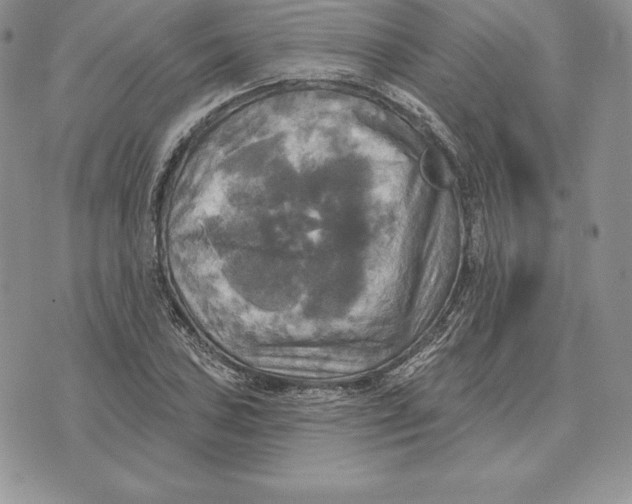 X0000070361027200606301825