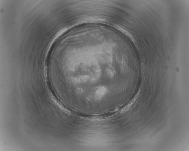 X0000070361029200606301825