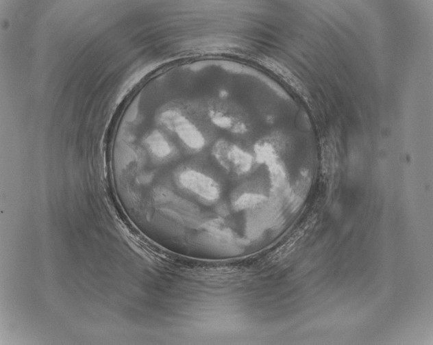 X0000070361031200606301825