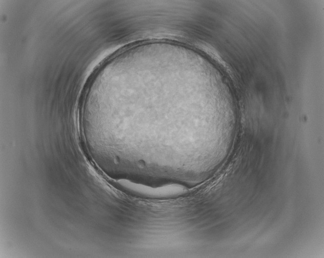 X0000070361032200606301825