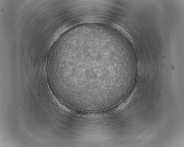 X0000070361033200606301825