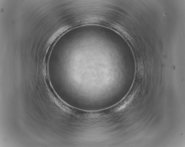 X0000070361034200606301826