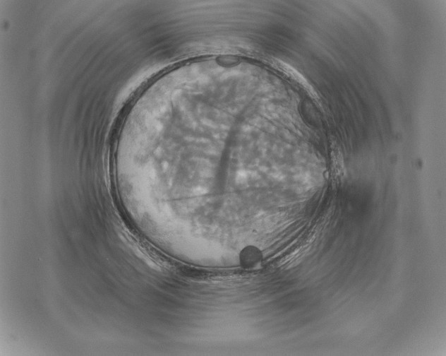 X0000070361035200606301826