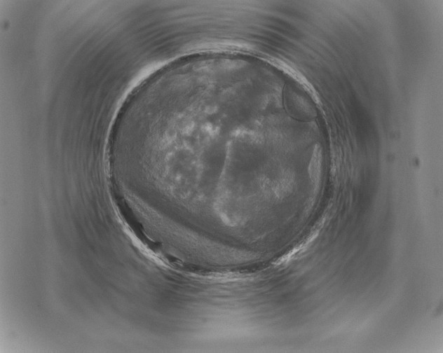 X0000070361037200606301826