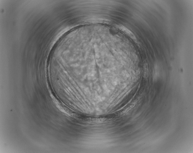 X0000070361039200606301826