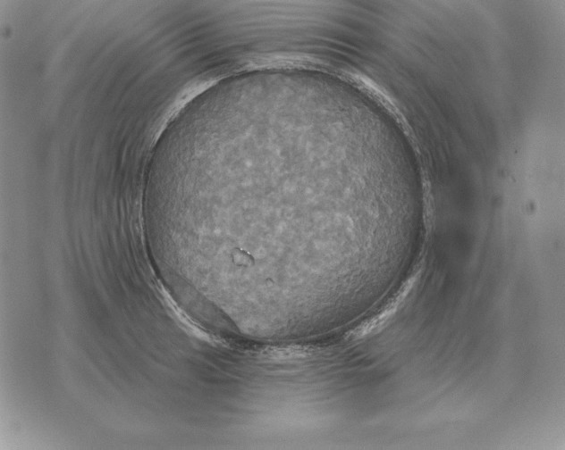 X0000070361041200606301826