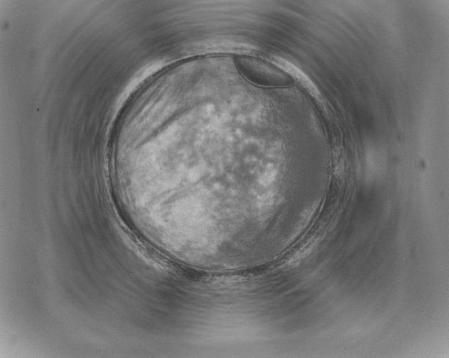 X0000070361043200606301826