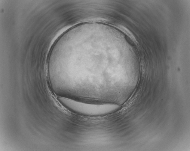 X0000070361044200606301826