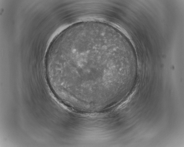 X0000070361045200606301826