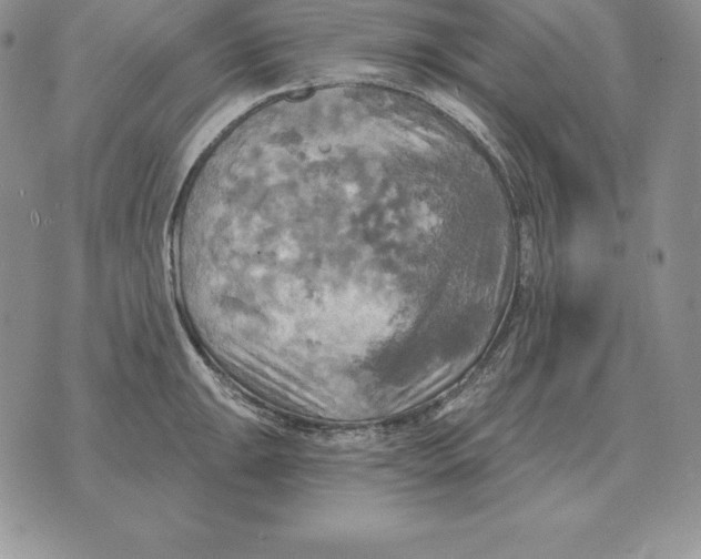 X0000070361047200606301826