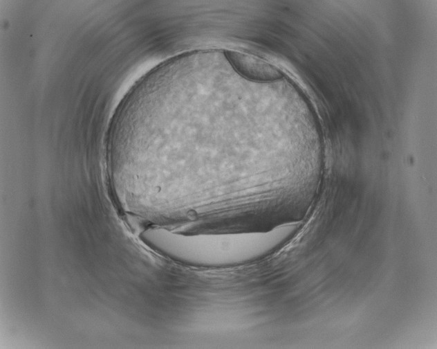 X0000070361048200606301826