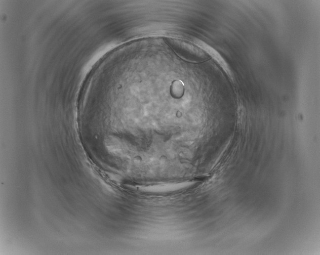 X0000070361051200606301826