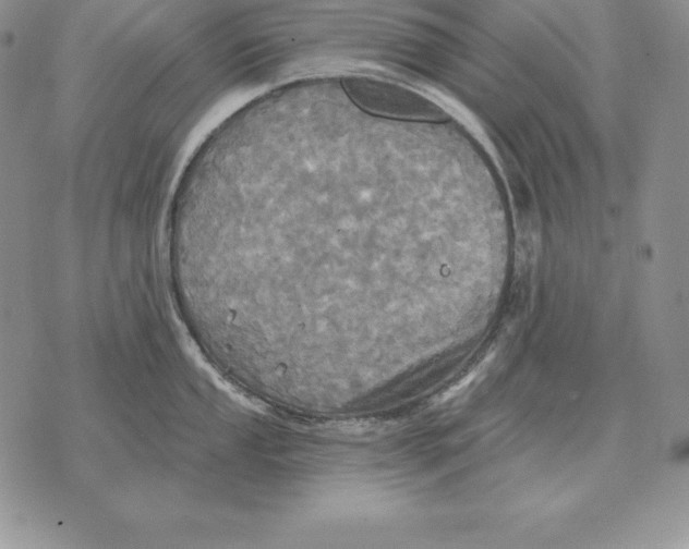 X0000070361053200606301826