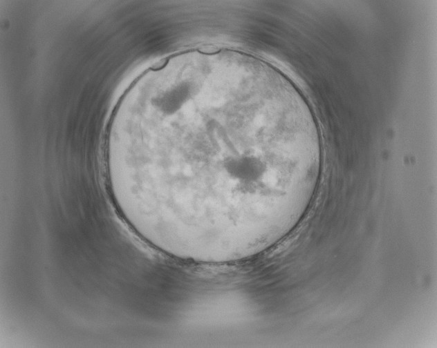 X0000070361056200606301826